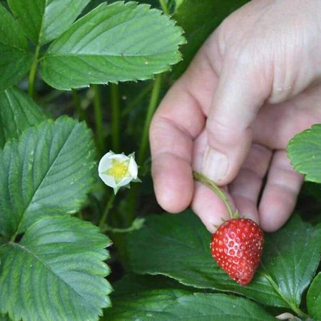 Sunny Garden Apartment Plataria Ngoại thất bức ảnh